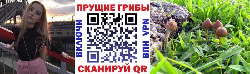 Псилоцибиновые грибы Psilocybine cubensis  Верхотурье 